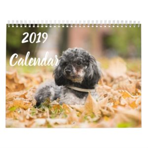 2019 Calendar Cute Poodle Dog Images