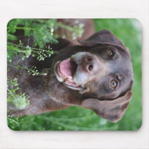A German Shorthaired Pointer dog in the grass Mouse Pad