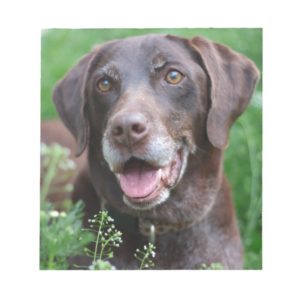 A German Shorthaired Pointer dog in the grass Notepad