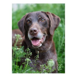 A German Shorthaired Pointer dog in the grass Postcard