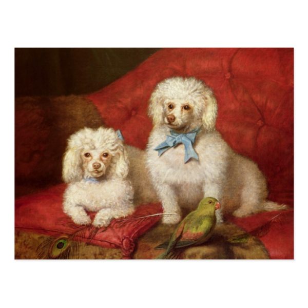 A Pair of Poodles Postcard
