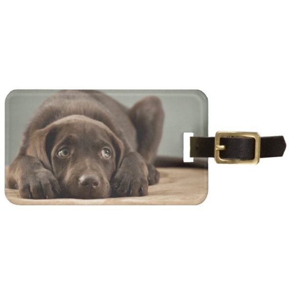 Adorable Chocolate Lab Puppy Design Luggage Tag