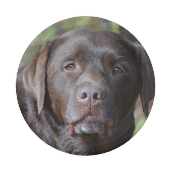 Adorable Chocolate Labrador Retriever Paper Plate