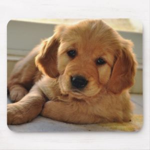 Adorable Golden Retriever puppy dog Mouse Pad