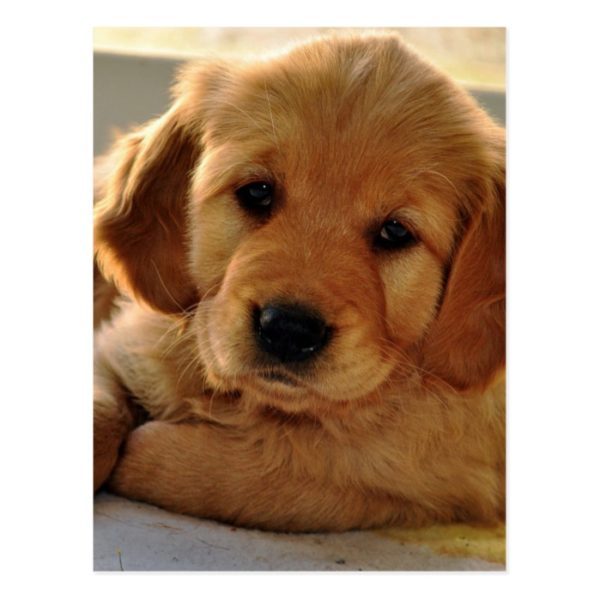 Adorable Golden Retriever puppy dog Postcard