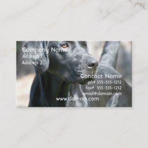 Alert Black Labrador Retriever Business Cards
