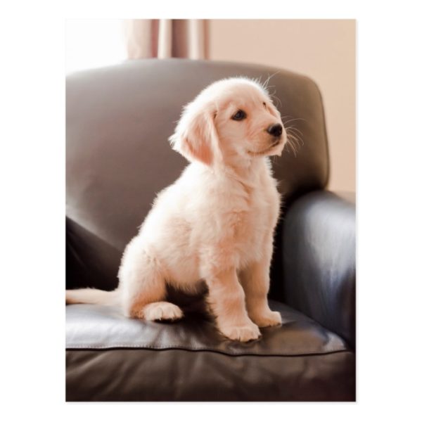 Angelic Golden Retriever Puppy Postcard