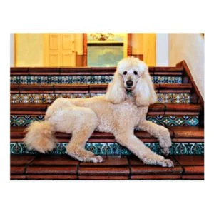 Apricot Standard Poodle - Bocelli Postcard