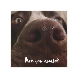 Are You Awake? Canvas Print
