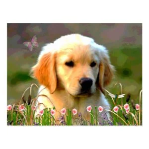 Austin The Golden Labrador Postcard