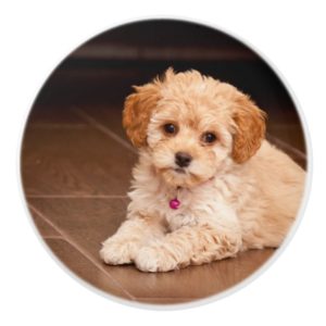 Baby Maltese poodle mix or maltipoo puppy dog Ceramic Knob