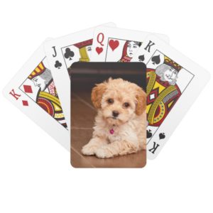 Baby Maltese poodle mix or maltipoo puppy dog Playing Cards