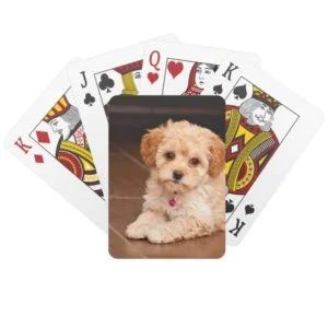Baby Maltese poodle mix or maltipoo puppy dog Playing Cards