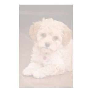 Baby Maltese poodle mix or maltipoo puppy dog Stationery