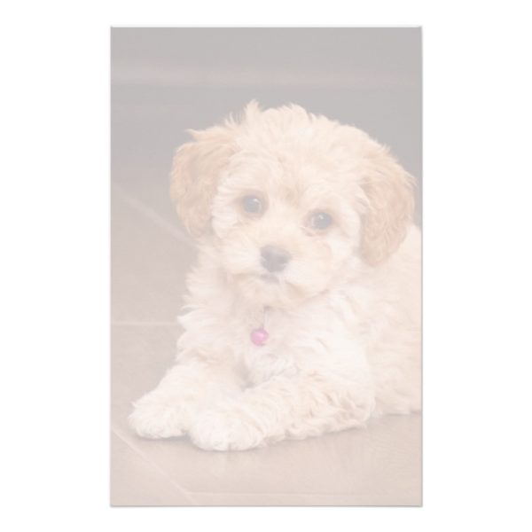 Baby Maltese poodle mix or maltipoo puppy dog Stationery