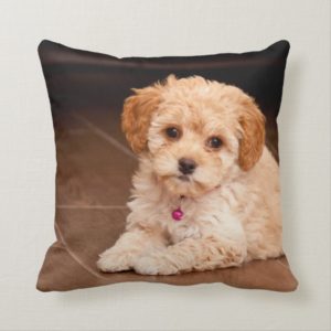 Baby Maltese poodle mix or maltipoo puppy dog Throw Pillow
