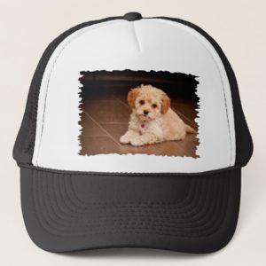 Baby Maltese poodle mix or maltipoo puppy dog Trucker Hat