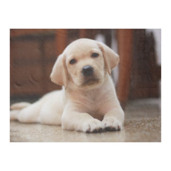 Baby Yellow Labrador Puppy Dog laying on Belly Fleece Blanket