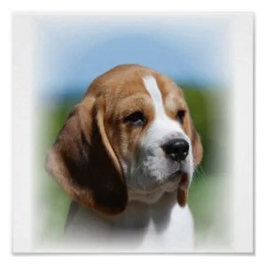 Beagle Canvas Print