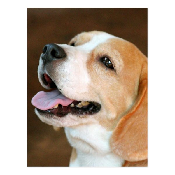 Beagle Dog Postcard