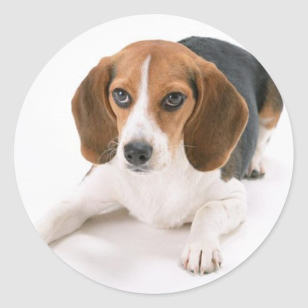 Beagle Dog Stickers