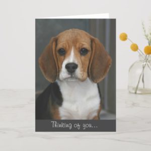Beagle Portrait Card