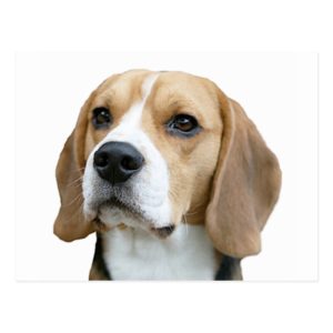 beagle postcard