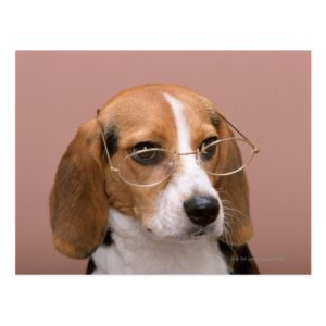 Beagle Postcard