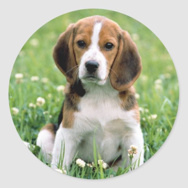 Beagle Puppy Classic Round Sticker