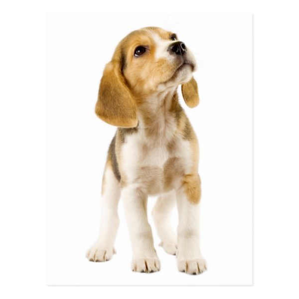 Beagle Puppy Dog Greeting Post Card