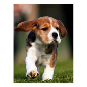 Beagle Puppy Love Postcard