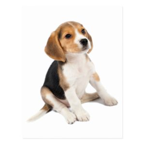Beagle Puppy Postcard