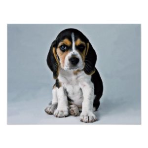Beagle puppy poster