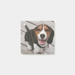Beagle_puppy sitting post-it notes