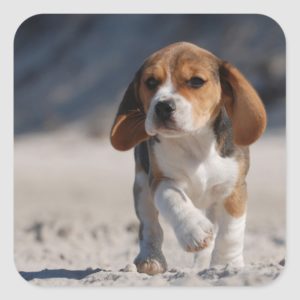 Beagle puppy square sticker