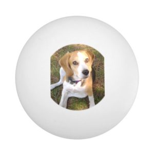 Beagle sitting 2 Ping-Pong ball