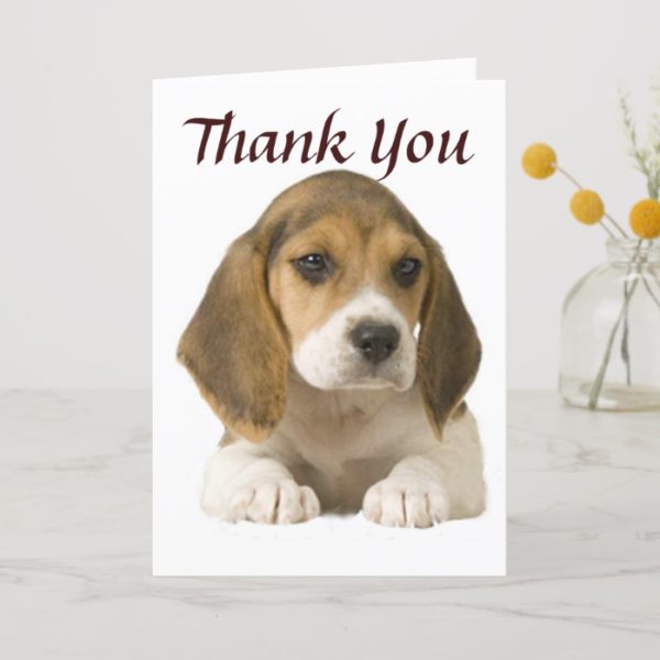 Beagle Thank You Card