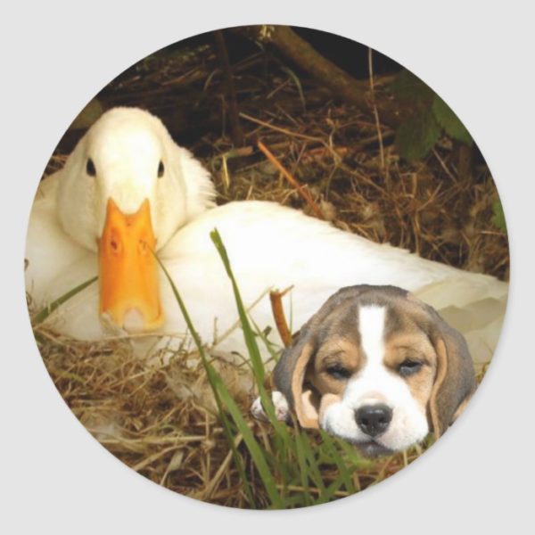 Beagle With Duck Sticker