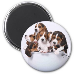 Beagles in Bucket Magnet
