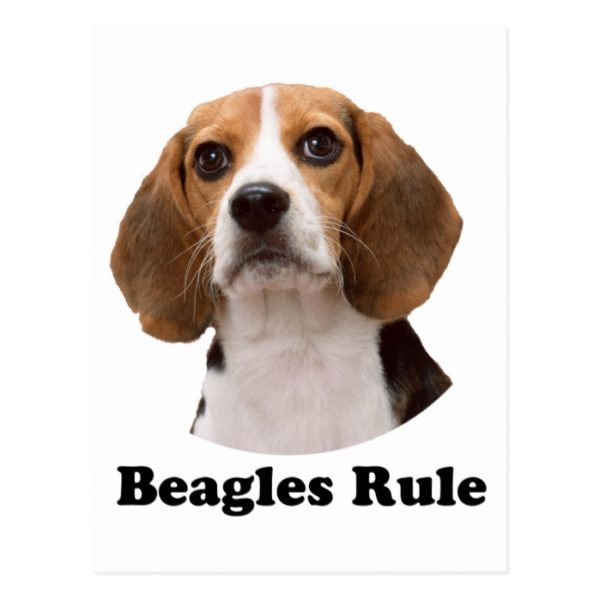 Beagles Rule Postcard