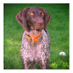 Beautiful German Shorthaired Pointer Acrylic Print