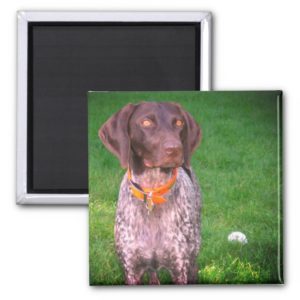Beautiful German Shorthaired Pointer Magnet