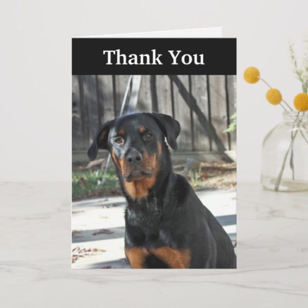 Beautiful Rottweiler Thank You Card