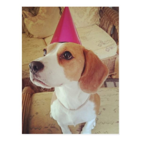 Birthday Beagle postcard