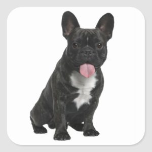 Black French Bulldog Puppy Dog Sticker / Seals