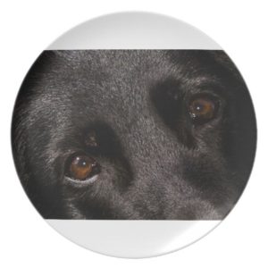 black german shepherd eyes dinner plate