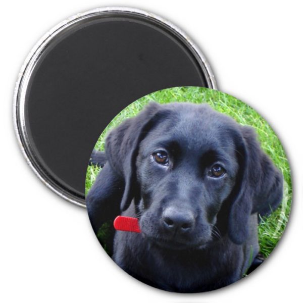 Black Lab puppy magnet