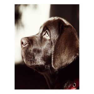 Black Labrador Retriever Postcard