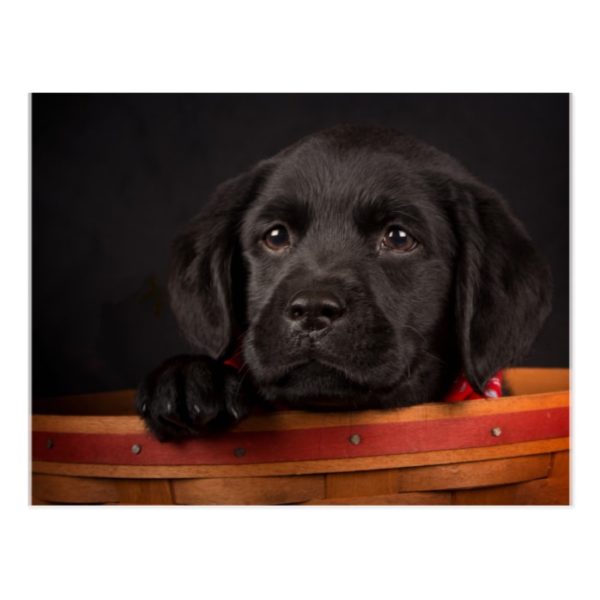 Black labrador retriever puppy in a basket postcard
