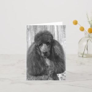 Black Standard Poodle Headstudy Card